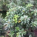 Ficus lutea 葉