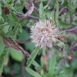 Dittrichia graveolens Fruit