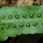 Goniophlebium subauriculatum Blatt