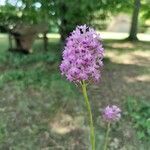 Anacamptis pyramidalisFlower