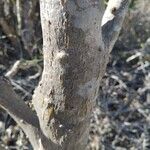 Uncarina stellulifera Bark