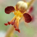 Cleome violacea Flower