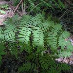 Osmunda regalisLehti