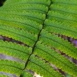 Dryopteris atrata Листок