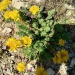 Petrosedum montanum Blüte