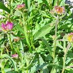 Symphyotrichum spathulatum Kwiat