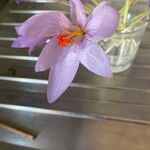 Crocus ligusticus Кветка