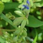 Veronica triphyllos Leaf