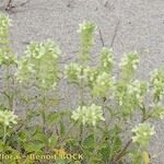 Stachys maritima Natur