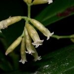 Neea amplifolia 花