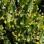 Muehlenbeckia hastulata Flor