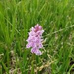 Dactylorhiza maculataBloem