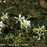 Ranunculus penicillatus Habit