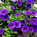 Calibrachoa parviflora Habit