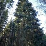 Abies grandis Hábitos