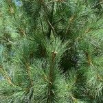 Pinus peuce Лист