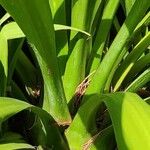 Pandanus tectorius 整株植物