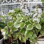 Coleus madagascariensis Blatt