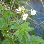 Cardamine amara 葉