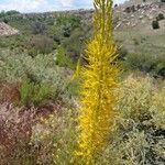 Stanleya pinnata Flor