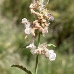 Nepeta nepetella 花