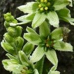 Veratrum album Flor