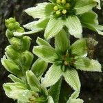 Veratrum album Floro