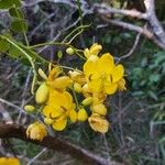 Senna pendula Flower