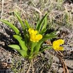 Ranunculus alismifolius Flors