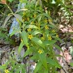 Lysimachia quadrifolia Fleur