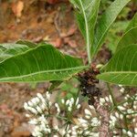 Psychotria calothyrsa عادت