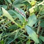 Persicaria maculosa Kukka