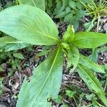 Solidago sempervirens Folla