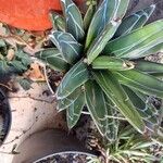 Agave victoriae-reginaeLeaf