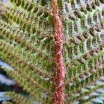 Polystichum polyblepharum Flor