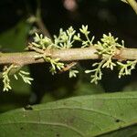 Cestrum schlechtendalii 樹皮