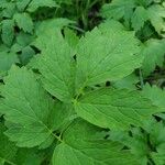 Actaea rubra Blad