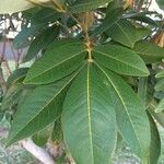 Cossinia pinnata पत्ता