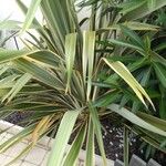 Cordyline australisبرگ