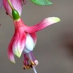 Fuchsia × standishii Flor