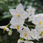Solanum laxum Flower