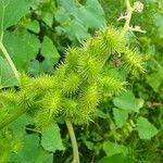 Xanthium strumariumFruto