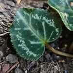 Cyclamen repandum Folha