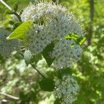 Viburnum lantana Blomst