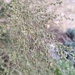 Artemisia herba-alba Λουλούδι
