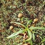 Cistus ladanifer Fruit