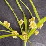 Cyperus luzulae Flower