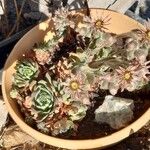 Sempervivum montanum花