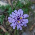 Iberis linifolia Flower