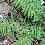 Dryopteris fragrans Folha